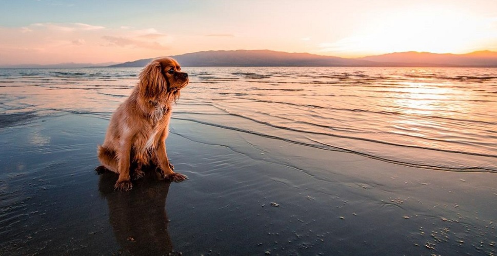 Top 5 places to take your dog this summer in Plymouth